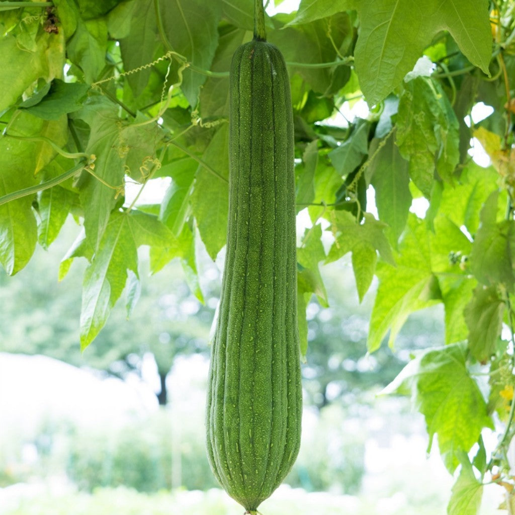 Natural loofah store